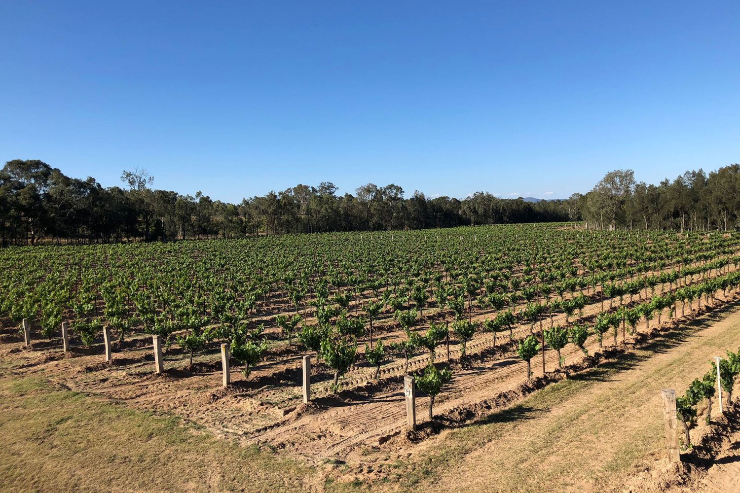 Belford Vineyard Belford Vineyard