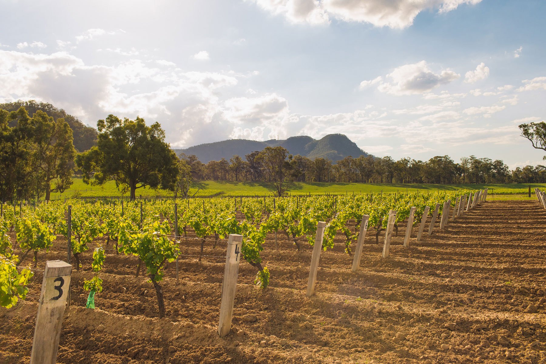 Johnno's Vineyard Johnno's Vineyard