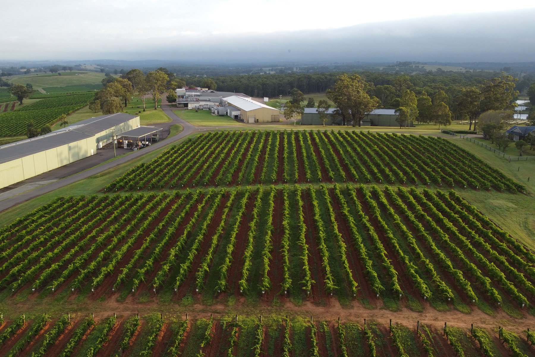 Mother's Vineyard Mother's Vineyard