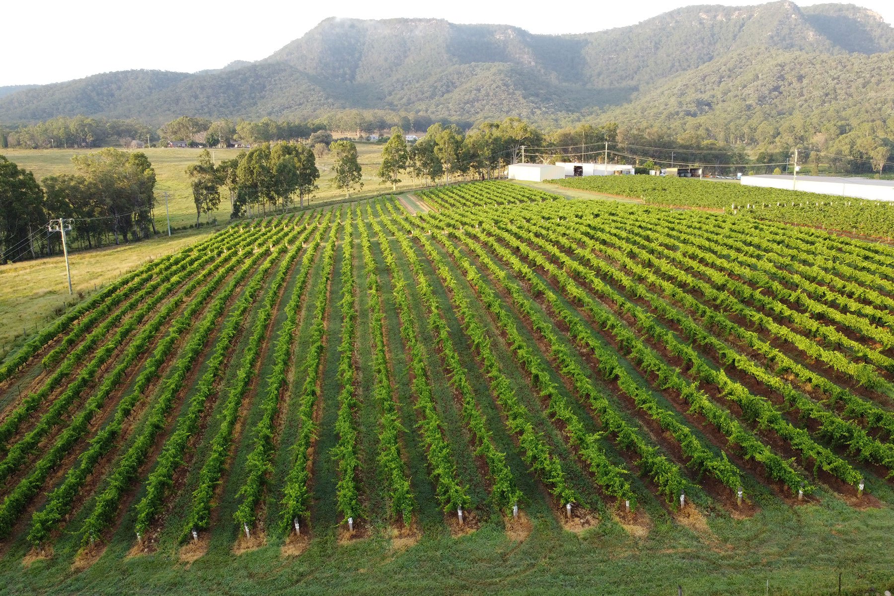 NVC Vineyard NVC Vineyard