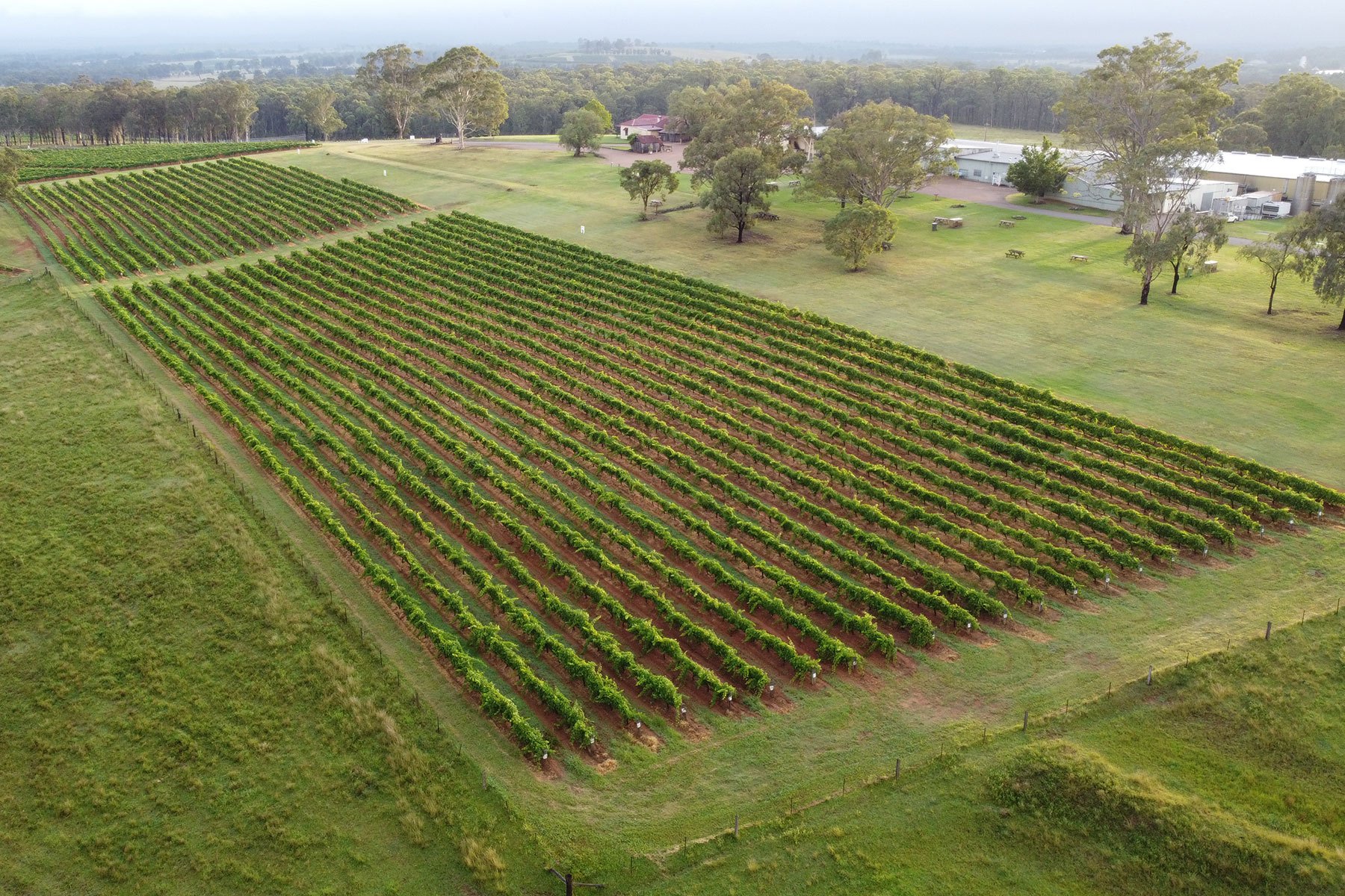 Old Hut Vineyard Old Hut Vineyard