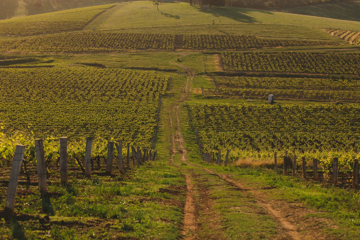 Stevens Vineyard Stevens Vineyard