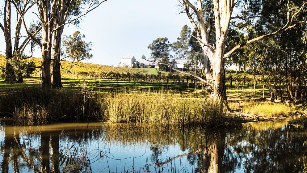 St Leonards Vineyard