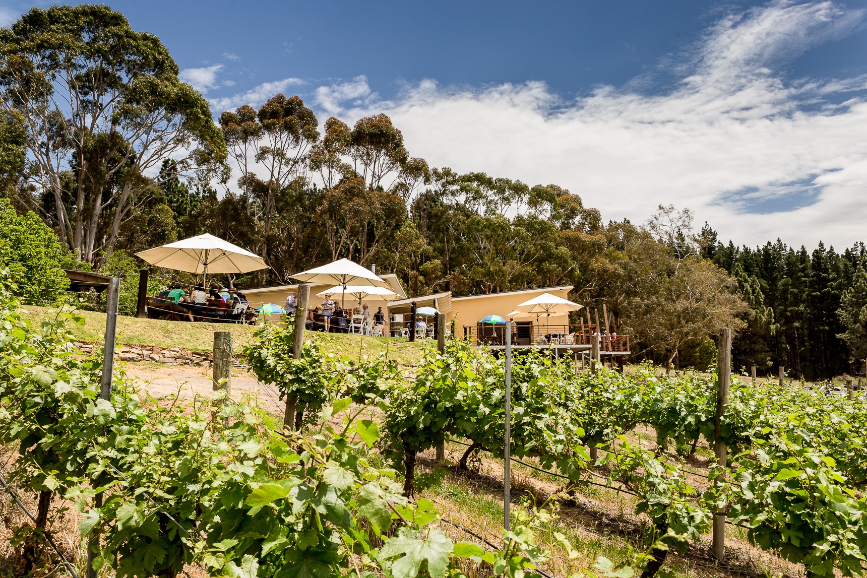 Adelaide Hills Anderson Hill Wines