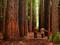 Redwood Forest