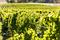 Bremley Vineyard