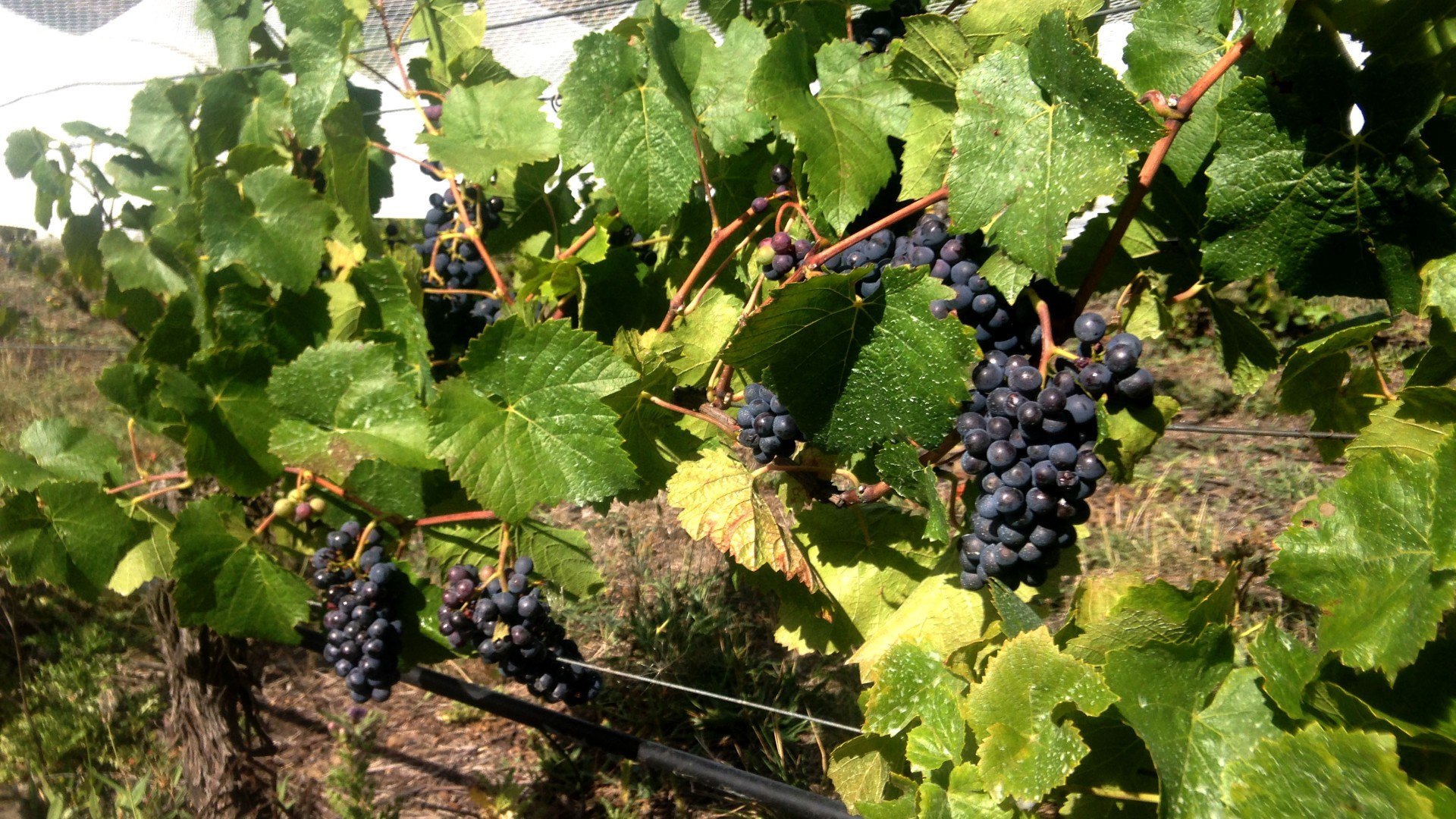 Vines