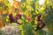 Gewürztraminer grapes on a vine