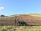 Early days at Two Mile Hill Vineyard, Clunes