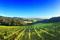 The Vineyard