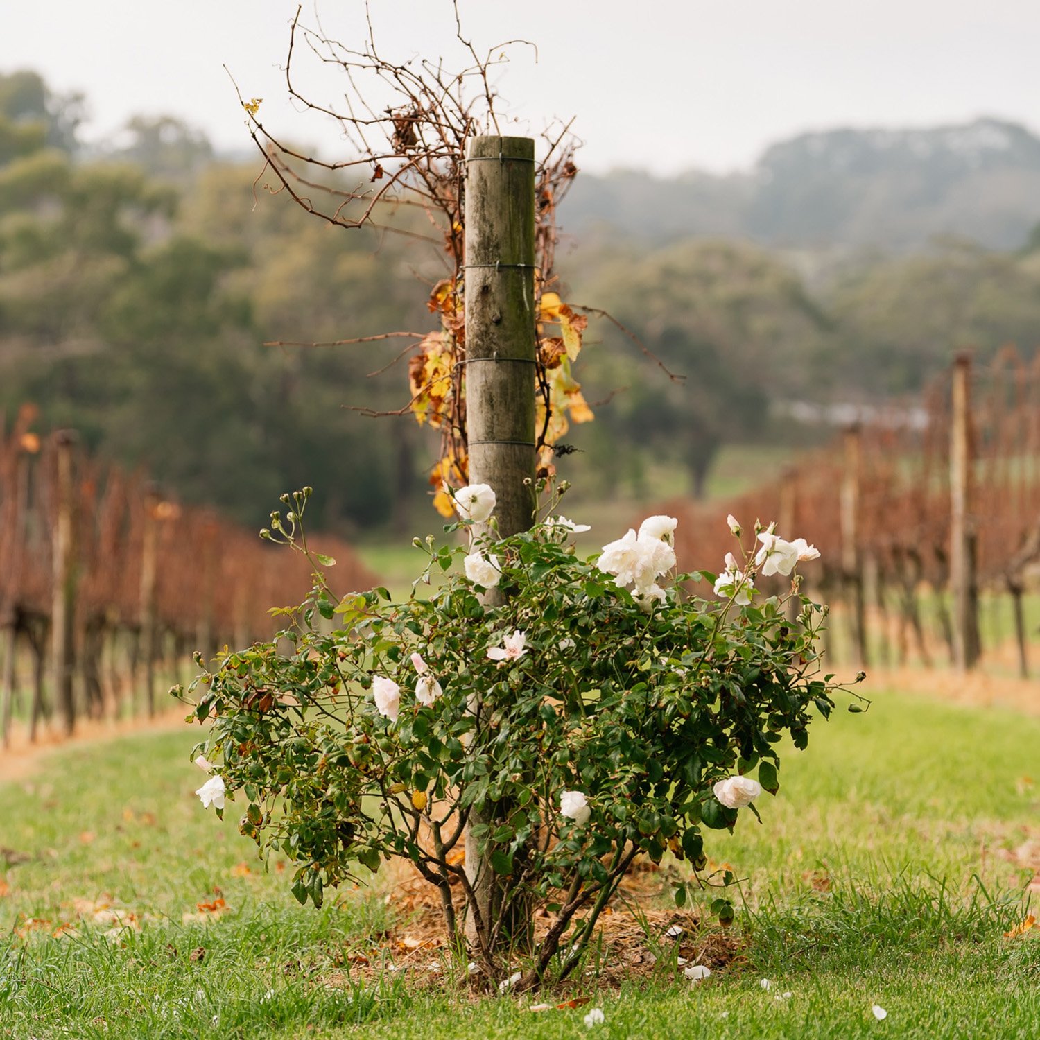 Our Vineyard