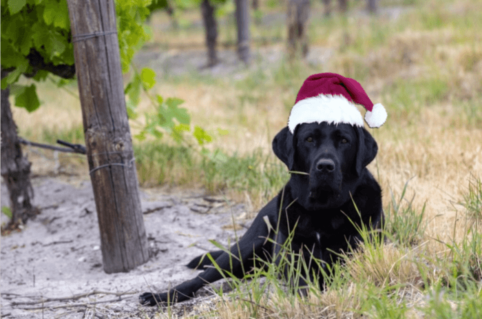 Christmas Neville - Geddes black Labrador winery dog