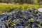 Discover Greenock Creek Wines