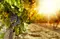 Huntington Estate Vineyard