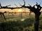 vine-and-cover-crop