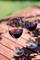 Sangiovese Sangiovese