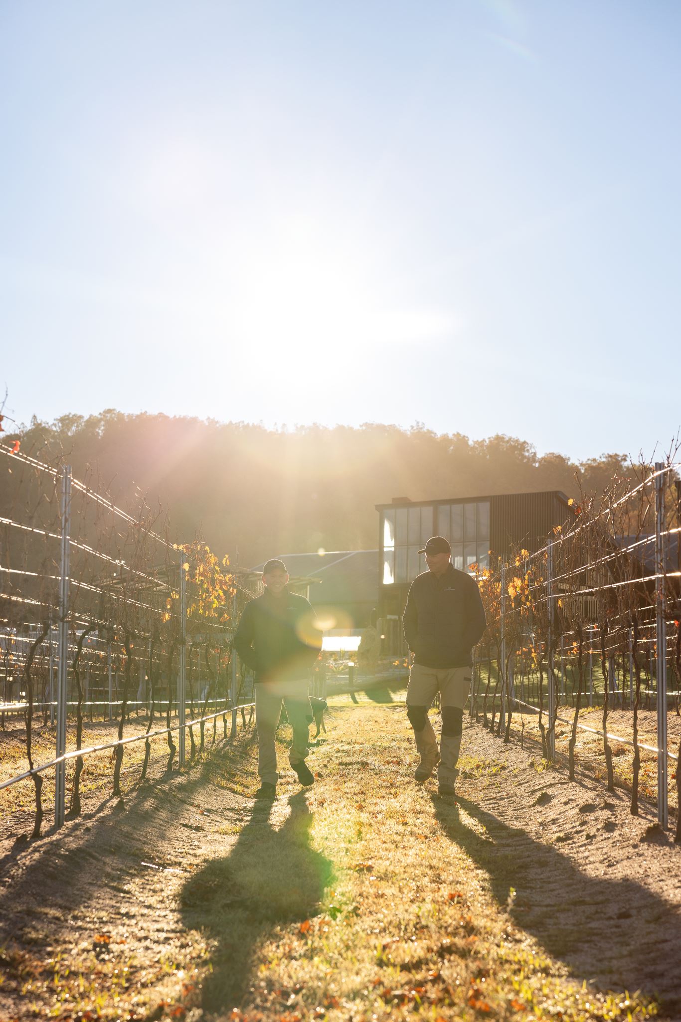 Meteora winery and vineyard in the Granite Belt