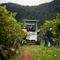 Wine Making