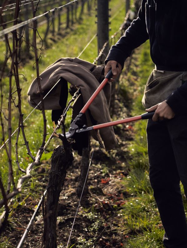 Oraterra Pruning Oraterra Pruning
