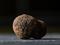 A fresh black truffle