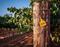 Sustainable Viticulture & Winemaking Sustainable Viticulture & Winemaking