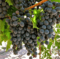 MONTEPULCIANO WITHSTANDS THE HEAT MONTEPULCIANO WITHSTANDS THE HEAT