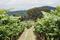 mudgee wine region