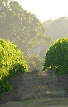 Single vineyard
