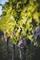 Vine of Mine