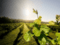 Yarra Valley Dry-Grown Vineyard