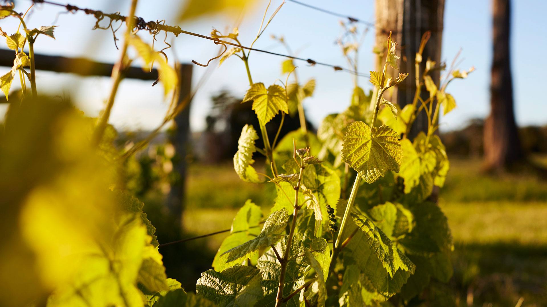 Stoney Rise Wine Company vineyard at Gravelly Beach, west bank of the Tamar Valley, Tasmania