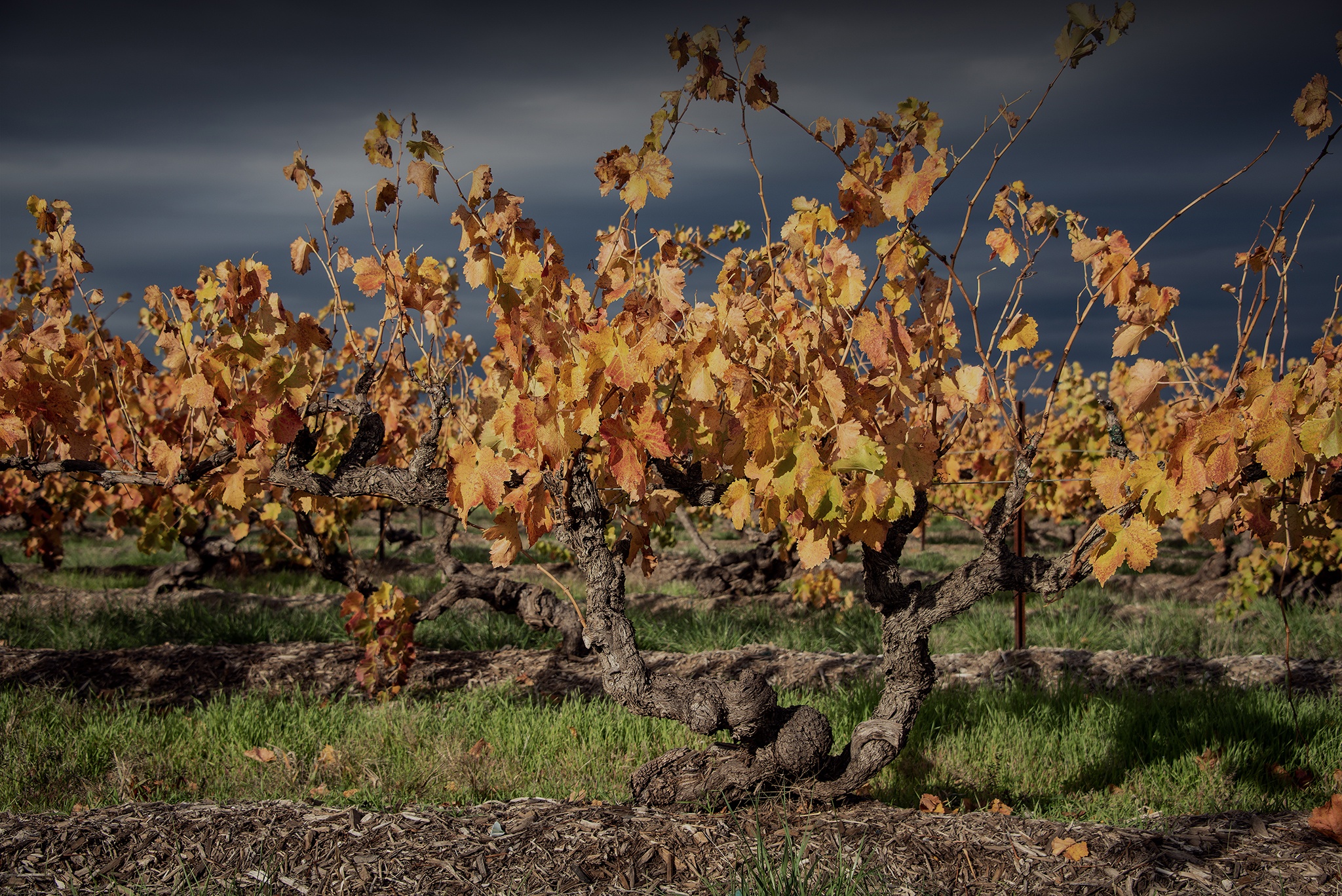 Turkey Flat Vineyards Barossa Valley South Australia Turkey Flat