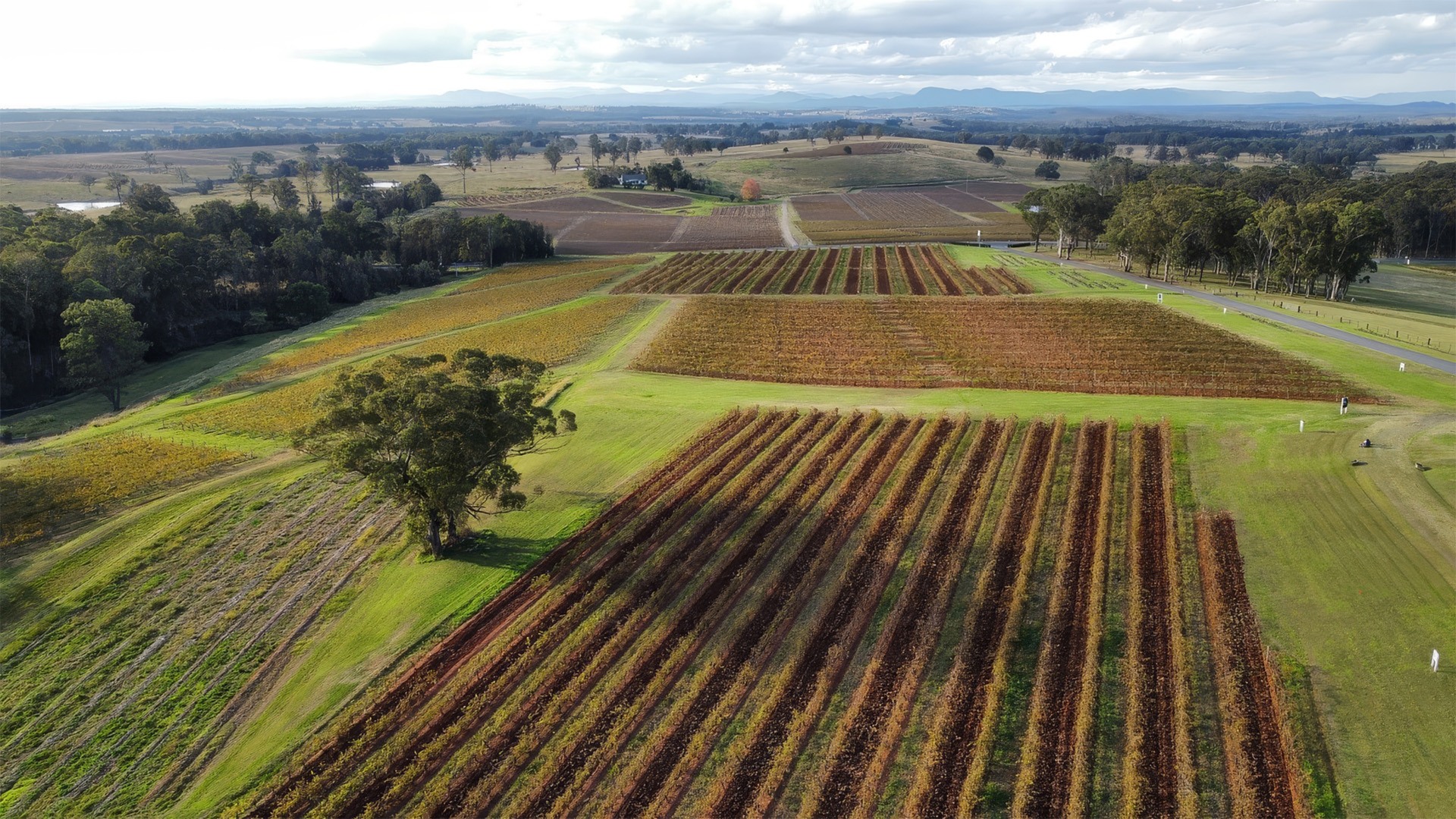 Vineyards from Drone