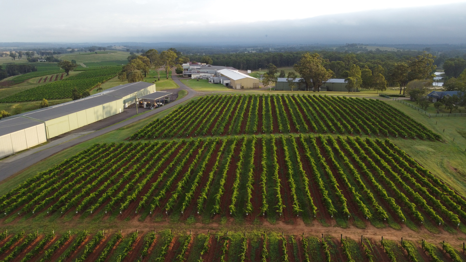 Mother's Vineyard