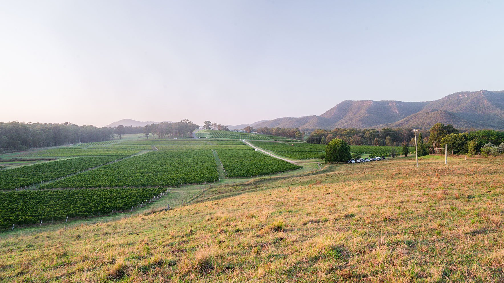 Short Flat Vineyard