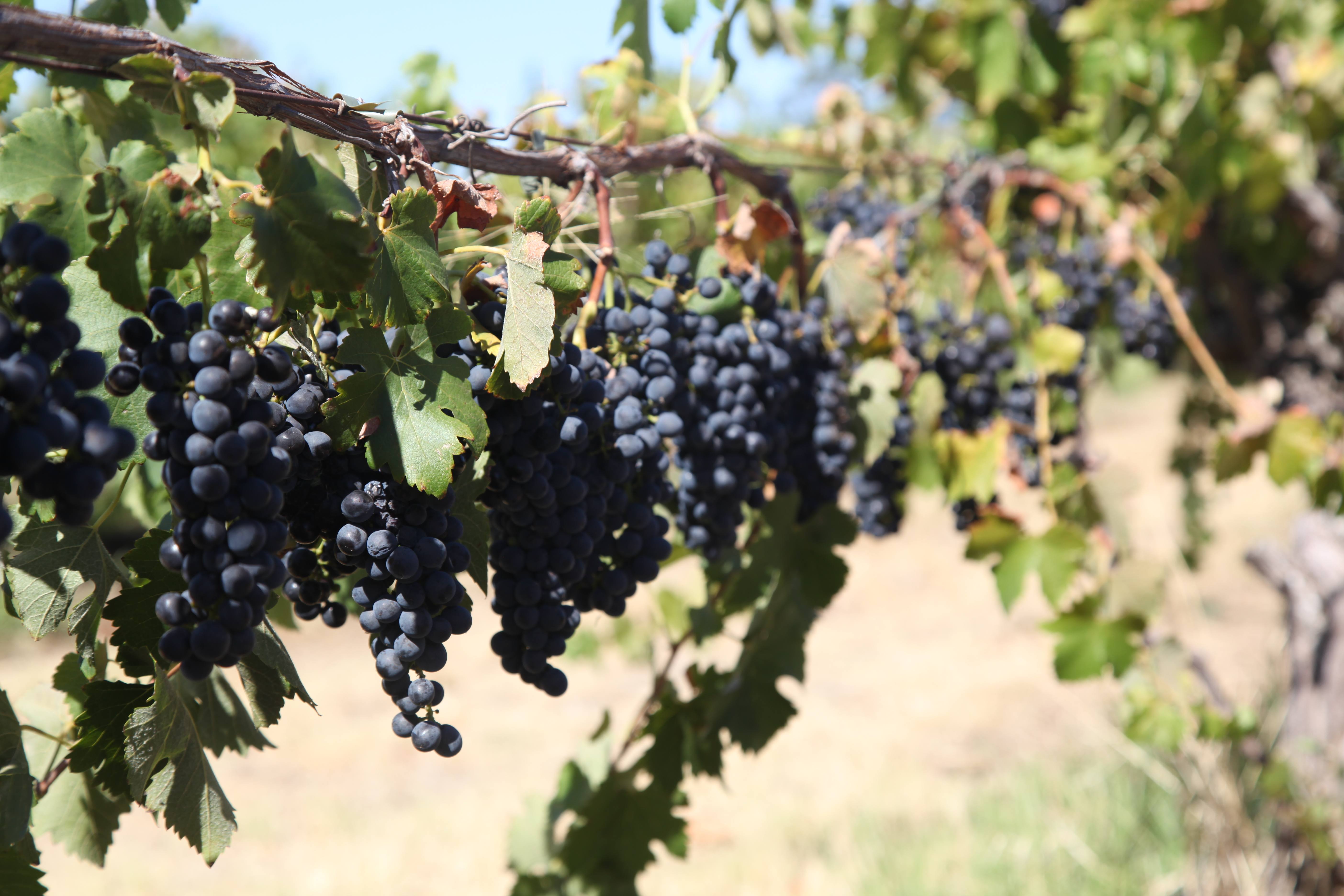 Ubertas Wines