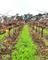 Showblock Vineyards in McLaren Vale - Sustainability