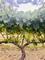 Between the Vines: Issue 1 *complimentary read*