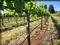 A vineyard in early growth stage showing a drip irrigation system installed