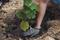 A person planting a young grapevine in the ground