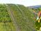Rows of grapevines planted on a steep hillside vineyard with terraced slopes.
