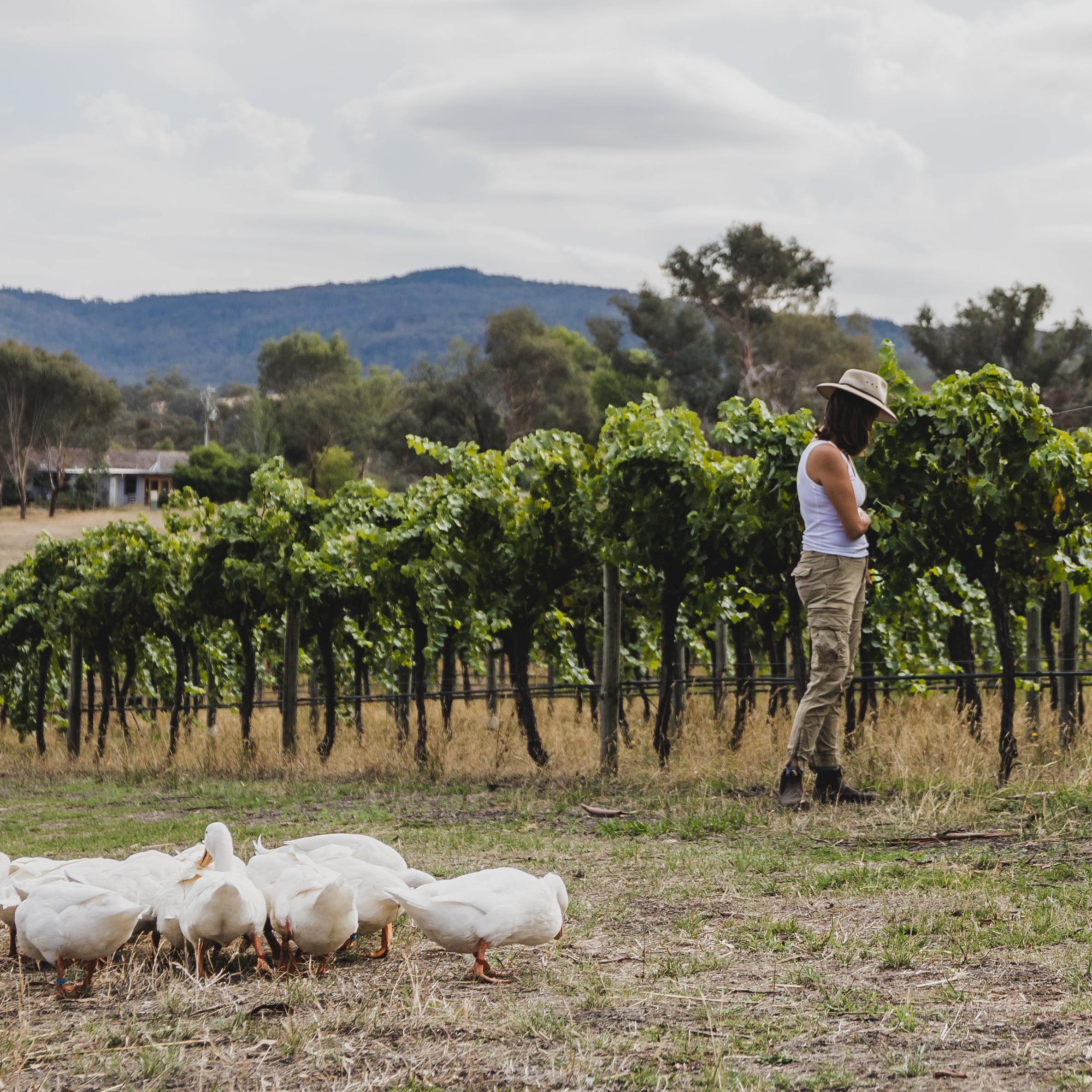 The deepest care is given, not shown - so wine can be experienced, not explained.