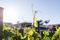 Wines
