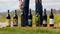 Wines